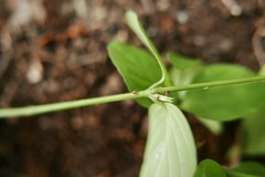 Dianthera sessilis