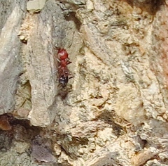 Crematogaster melanogaster