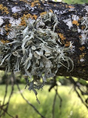 Ramalina fraxinea