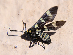 Syntomeida melanthus