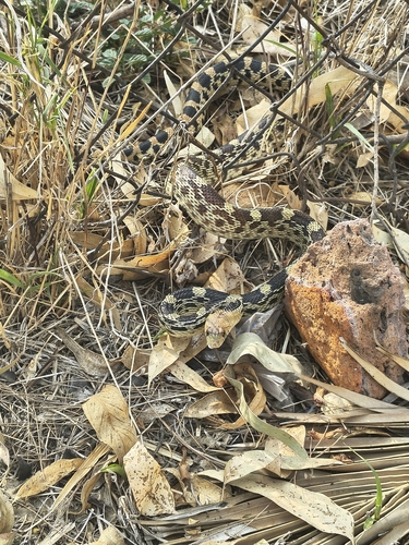 Mexican Bull Snake