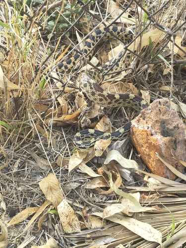 Mexican Bull Snake