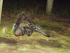 Coendou longicaudatus