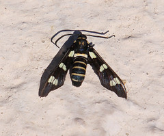 Syntomeida melanthus