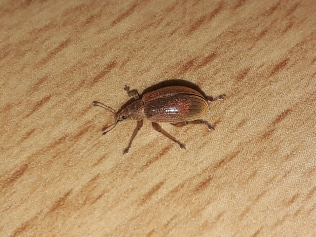 Polydrusus mollis