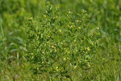 Baptisia nuttalliana