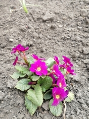 Primula × pruhonicensis