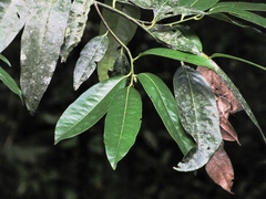 Diospyros nigra