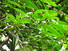 Diospyros nigra