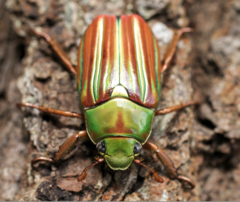 Chrysina adelaida