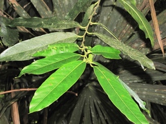 Diospyros nigra