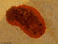 Dendrodoris