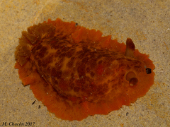 Dendrodoris