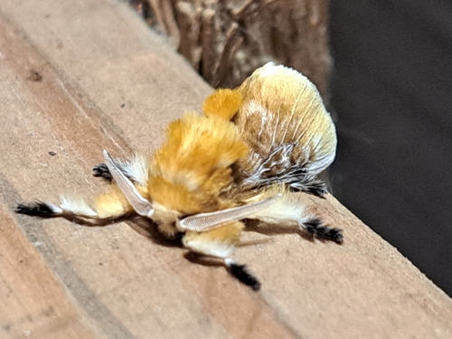 Southern Flannel Moth