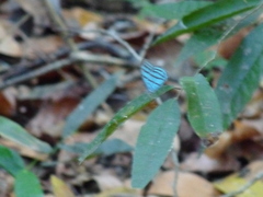 Cepheuptychia cephus