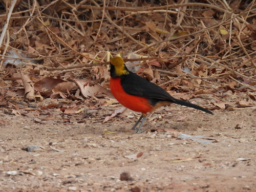 Yellow-crowned Gonolek