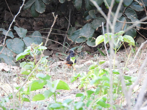 White-crowned Robin-Chat