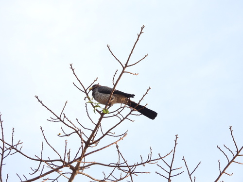 Western Plantain-eater