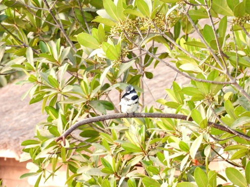 Pied Kingfisher