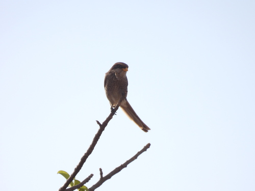Yellow-billed Shrike