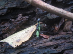 Neoponera apicalis