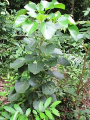 Oreopanax guatemalensis