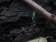 Neoponera apicalis