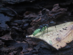 Neoponera apicalis