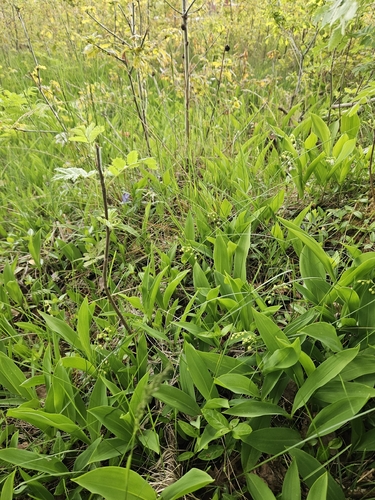 European lily of the valley