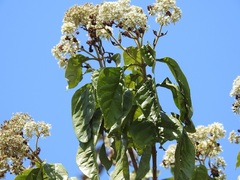 Koanophyllon pittieri