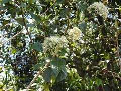 Koanophyllon pittieri