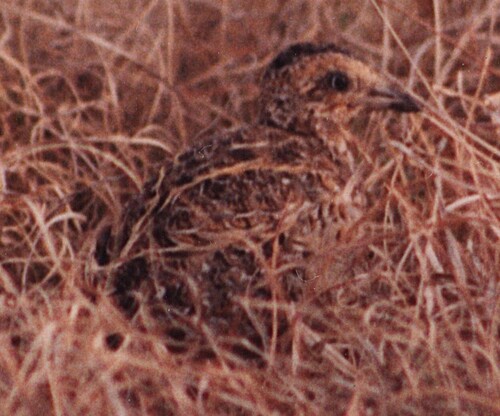 Black-rumped Buttonquail (Turnix nanus)