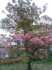 Tabebuia rosea