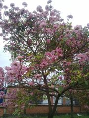 Tabebuia rosea