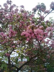 Tabebuia rosea