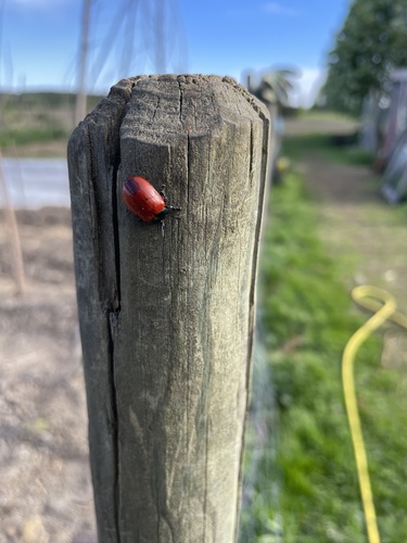 Poplar Leaf Beetle