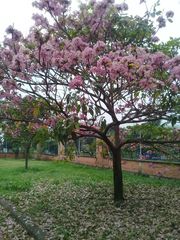 Tabebuia rosea