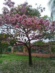 Tabebuia rosea