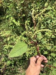 Amaranthus dubius