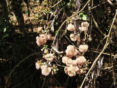 Sinclairia sericolepis