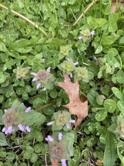 Lamium purpureum