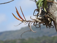 Tillandsia caput-medusae