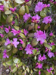 Rhododendron