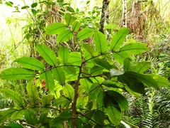 Ormosia velutina