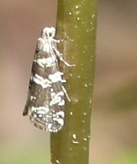Epinotia tedella