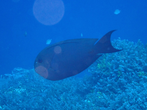 Acanthurus nubilus observed 2026-05-01
