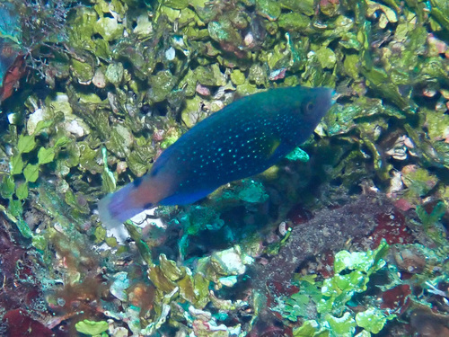 Hemigymnus melapterus