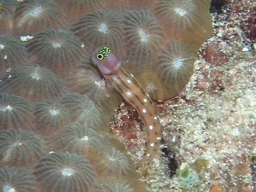 Ecsenius trilineatus