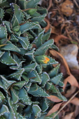 Faucaria