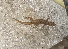 Hemidactylus parvimaculatus